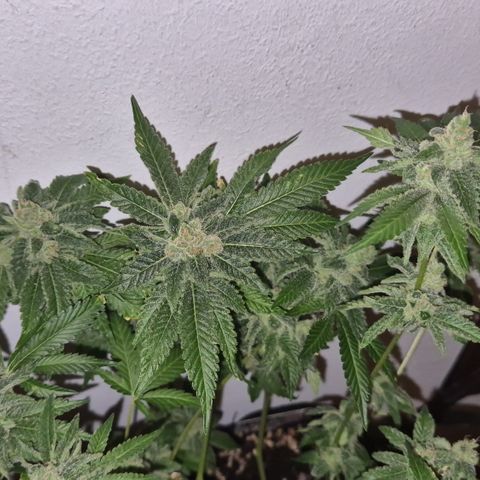 Kushi 😶‍🌫️(rest n. Teilernte/ critical kush, 9.1.24 🎁, Kümmerling) growlog timeline photo