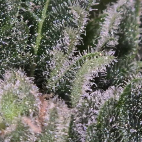 Kushi 😶‍🌫️(rest n. Teilernte/ critical kush, 9.1.24 🎁, Kümmerling) growlog timeline photo