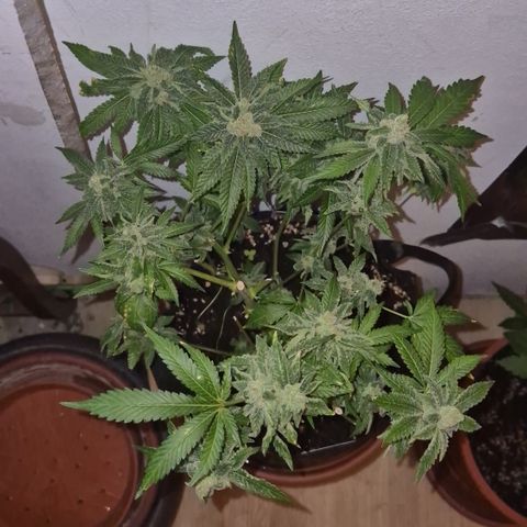 Kushi 😶‍🌫️(rest n. Teilernte/ critical kush, 9.1.24 🎁, Kümmerling) growlog timeline photo