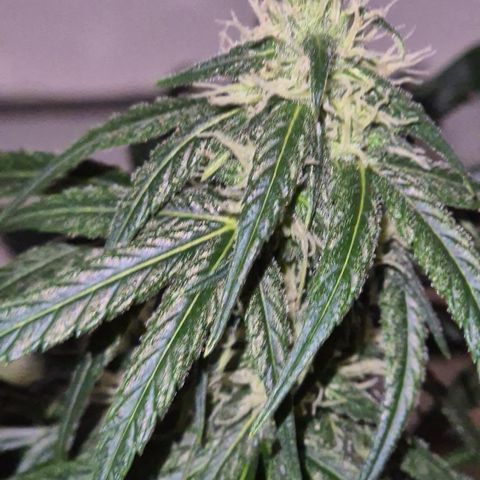 🌅Sherbi photo, blue sunset sherbert, Barneys farm  growlog timeline photo