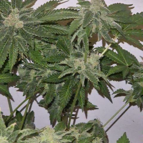Kushi 😶‍🌫️(rest n. Teilernte/ critical kush, 9.1.24 🎁, Kümmerling) growlog timeline photo