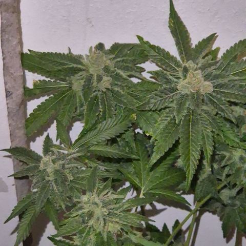 Kushi 😶‍🌫️(rest n. Teilernte/ critical kush, 9.1.24 🎁, Kümmerling) growlog timeline photo