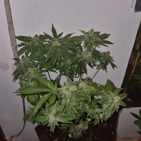 Kushi 😶‍🌫️(rest n. Teilernte/ critical kush, 9.1.24 🎁, Kümmerling) growlog timeline photo