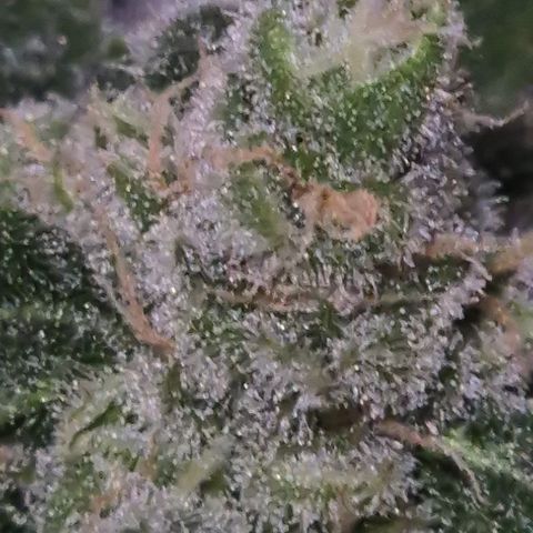 Kushi 😶‍🌫️(rest n. Teilernte/ critical kush, 9.1.24 🎁, Kümmerling) growlog timeline photo
