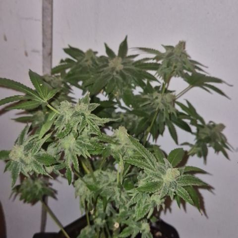 Kushi 😶‍🌫️(rest n. Teilernte/ critical kush, 9.1.24 🎁, Kümmerling) growlog timeline photo