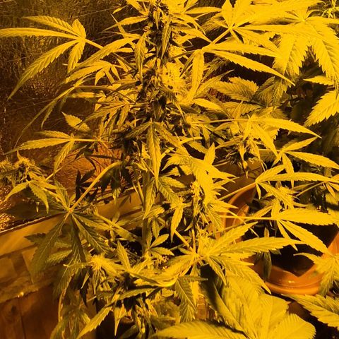 🌈 Zkittles auto🌈 growlog timeline photo