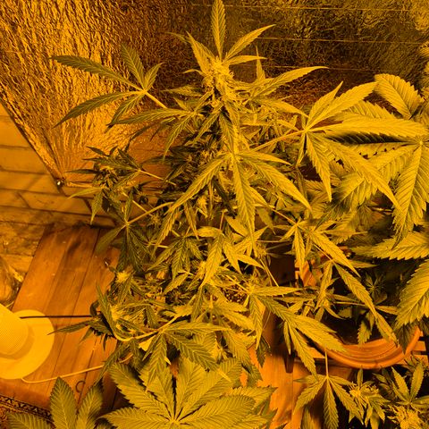 🌈 Zkittles auto🌈 growlog timeline photo