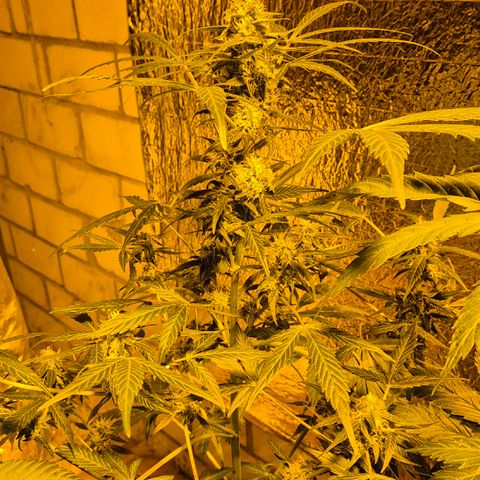 🌈 Zkittles auto🌈 growlog timeline photo