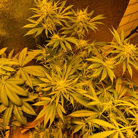 🍍Anna  #1 amnesia lemon  growlog timeline photo