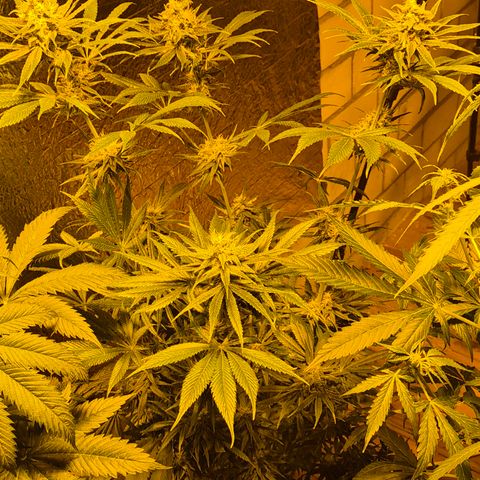 🍍Anna  #1 amnesia lemon  growlog timeline photo