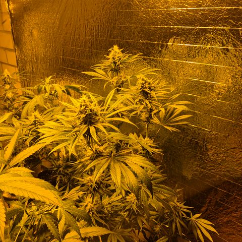 🍍Anna  #1 amnesia lemon  growlog timeline photo
