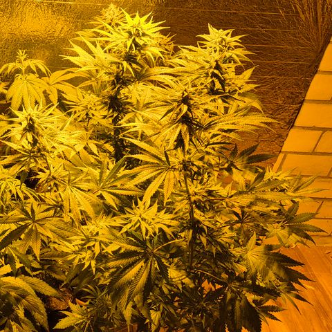 DieAnnas  #2 amnesia lemon/ungedämmter Dachboden growlog photo: 😍🤩🪴👌