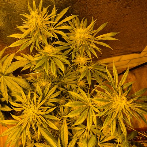 🍍Anna  #1 amnesia lemon  growlog timeline photo