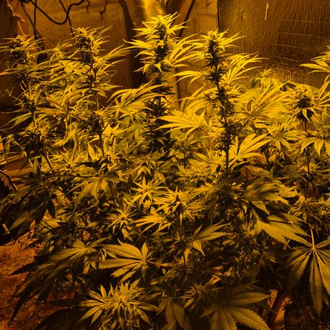 DieAnnas  #2 amnesia lemon/ungedämmter Dachboden growlog photo: 😍🤩🪴👌