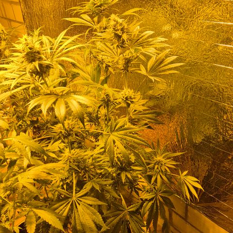 🍍Anna  #1 amnesia lemon  growlog timeline photo