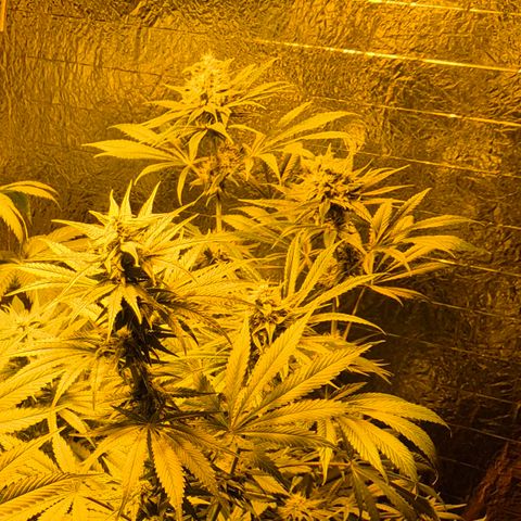 🍍Anna  #1 amnesia lemon  growlog timeline photo