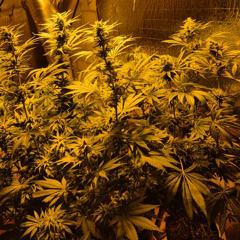 🍍Anna  #1 amnesia lemon  growlog timeline photo