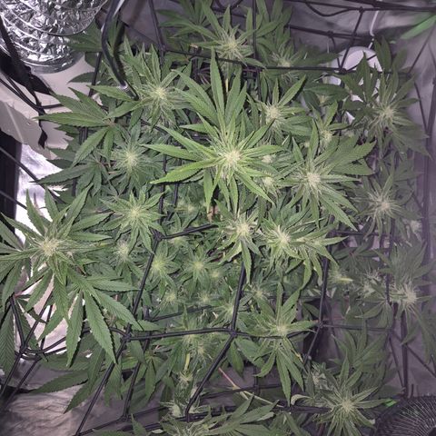Mimosa evo Photo ♥️ Barney's Farm  growlog timeline photo