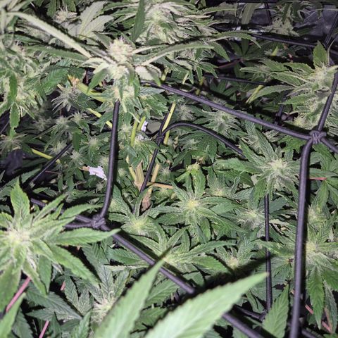 Mimosa evo Photo ♥️ Barney's Farm  growlog timeline photo