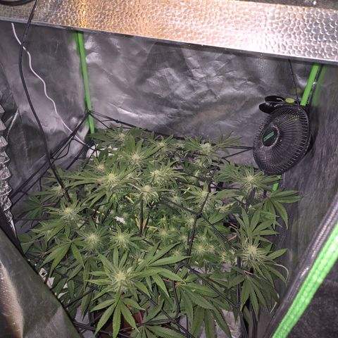 Mimosa evo Photo ♥️ Barney's Farm  growlog timeline photo