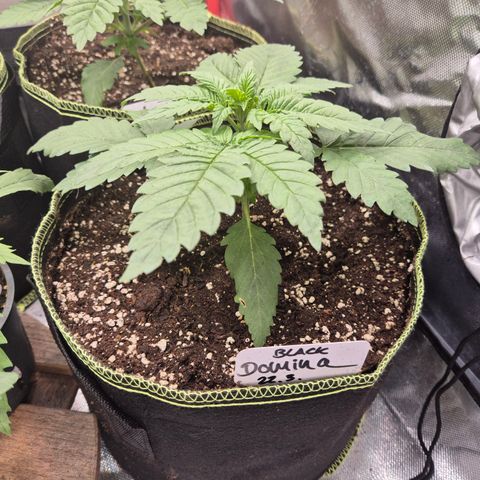 Black Domina 💃 growlog timeline photo