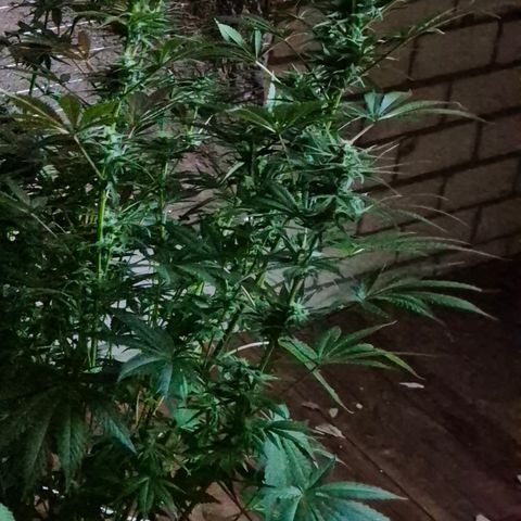 DieAnnas  #2 amnesia lemon/ungedämmter Dachboden growlog timeline photo