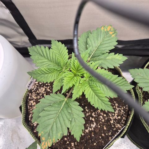 Moby Dick 1 growlog timeline photo