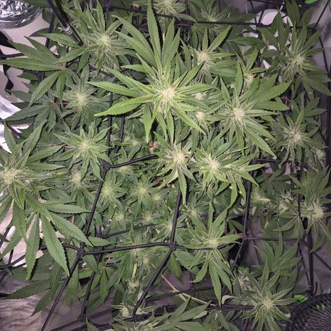 Mimosa evo Photo ♥️ Barney's Farm  growlog timeline photo