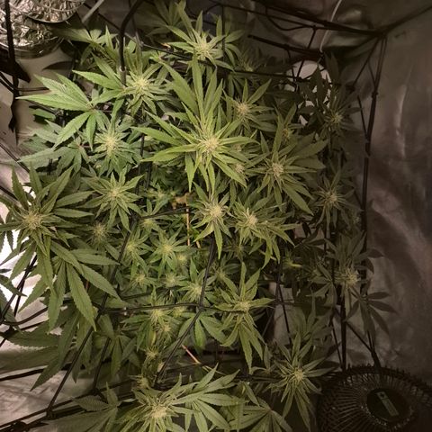 Mimosa evo Photo ♥️ Barney's Farm  growlog timeline photo