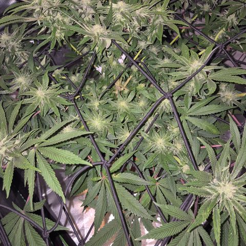 Mimosa evo Photo ♥️ Barney's Farm  growlog timeline photo