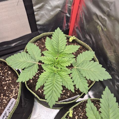 Moby 🍆  growlog timeline photo
