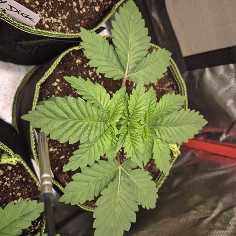 Moby 🍆  growlog timeline photo