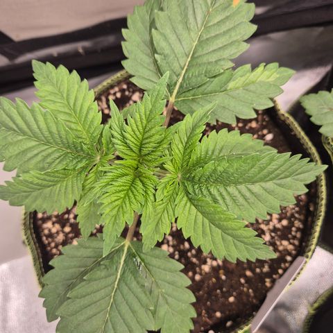 Moby Dick 1 growlog timeline photo