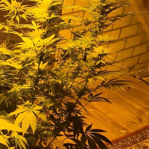 DieAnnas  #2 amnesia lemon/ungedämmter Dachboden growlog timeline photo