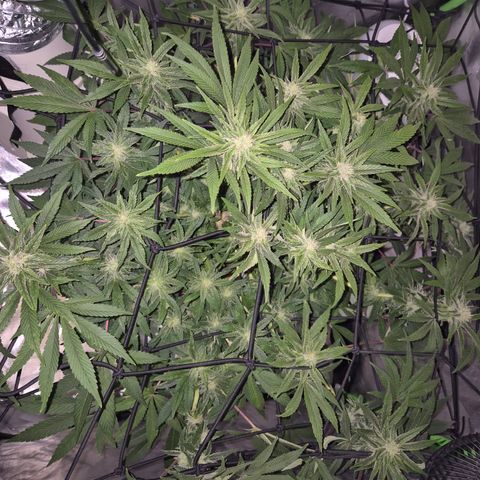 Mimosa evo Photo ♥️ Barney's Farm  growlog timeline photo
