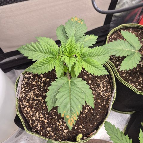 Moby Dick 1 growlog timeline photo