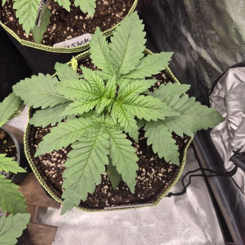 Black Domina 💃 growlog timeline photo
