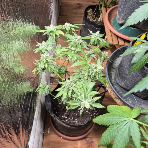 Kushi 😶‍🌫️(rest n. Teilernte/ critical kush, 9.1.24 🎁, Kümmerling) growlog timeline photo