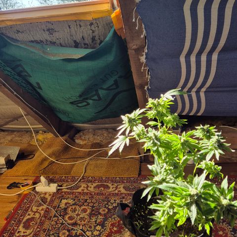 Kushi 😶‍🌫️(rest n. Teilernte/ critical kush, 9.1.24 🎁, Kümmerling) growlog photo: Ein wenig Sonne nebenbei ☺️