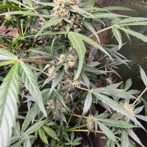 🌈 Zkittles auto🌈 growlog timeline photo