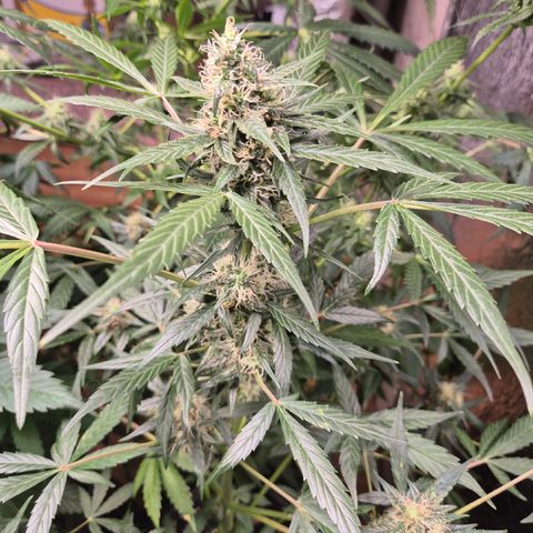 🌈 Zkittles auto🌈 growlog timeline photo