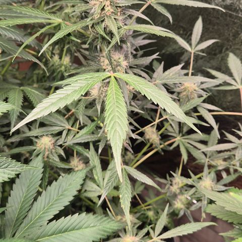 🌈 Zkittles auto🌈 growlog timeline photo
