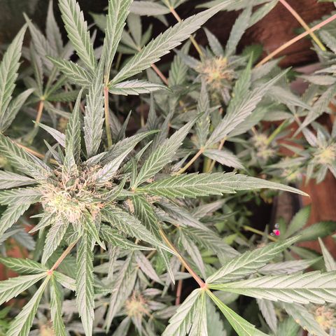 🌈 Zkittles auto🌈 growlog timeline photo