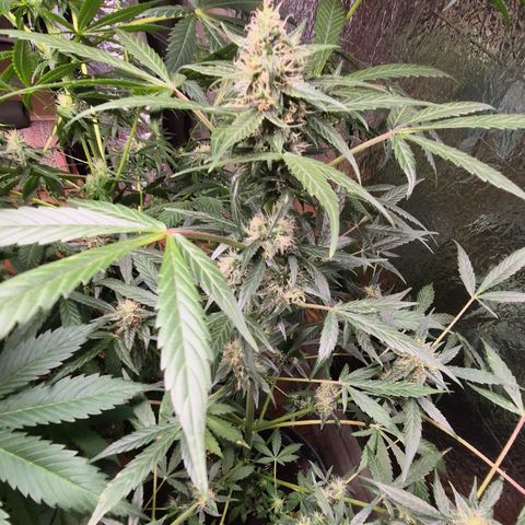 🌈 Zkittles auto🌈 growlog timeline photo