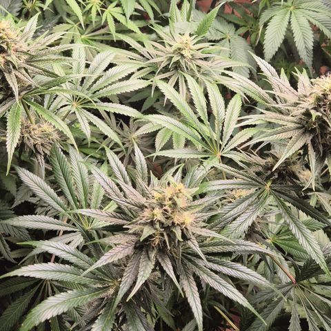 🍍Anna  #1 amnesia lemon  growlog timeline photo