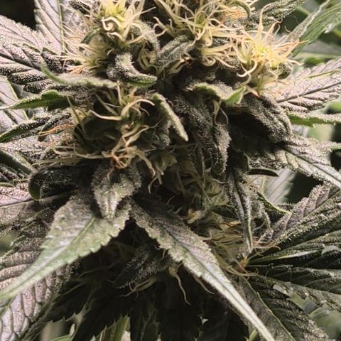 🍍Anna  #1 amnesia lemon  growlog timeline photo