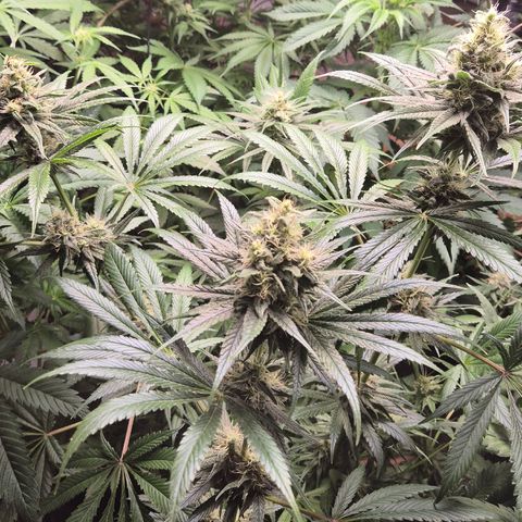 🍍Anna  #1 amnesia lemon  growlog timeline photo