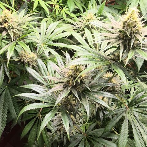 🍍Anna  #1 amnesia lemon  growlog timeline photo