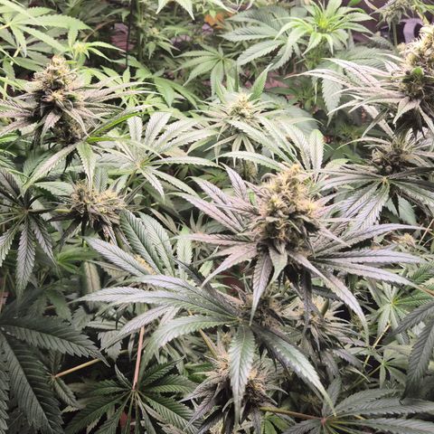 🍍Anna  #1 amnesia lemon  growlog timeline photo