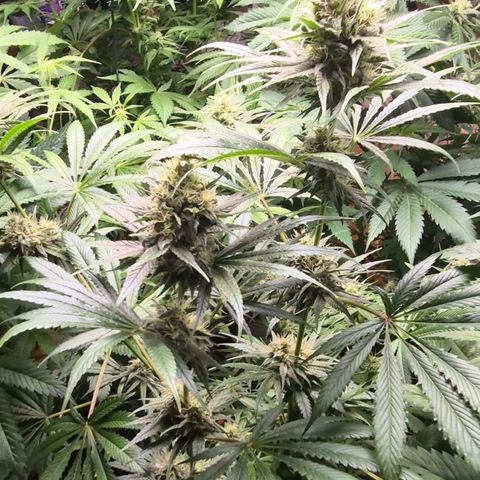 🍍Anna  #1 amnesia lemon  growlog timeline photo